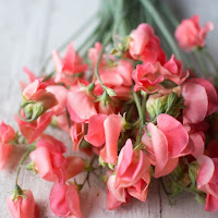 http://www.floretflowers.com/shop/sweet-pea-maloy/