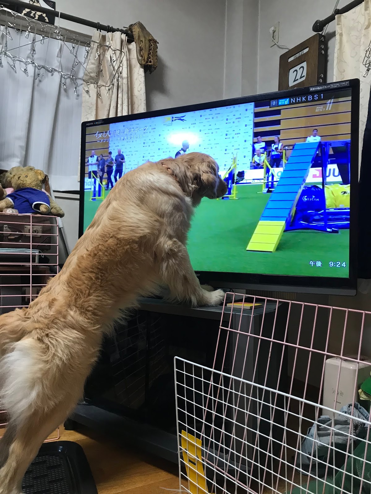 テレビ鑑賞中 テレビ鑑賞中