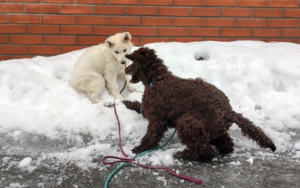 hvit gjeterhund konge puddel