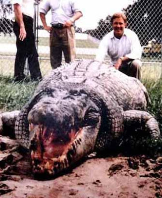 Largest crocodile