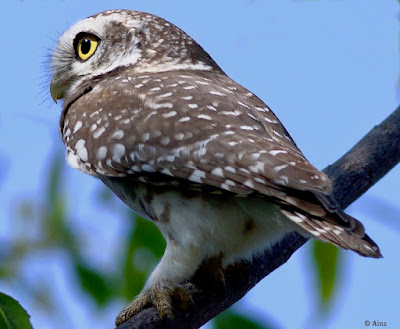 "Spotted Owlet - Athene brama perched on a branch."