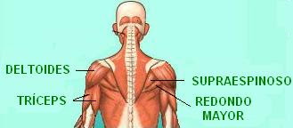 músculos del hombro