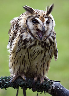 Owls Photo