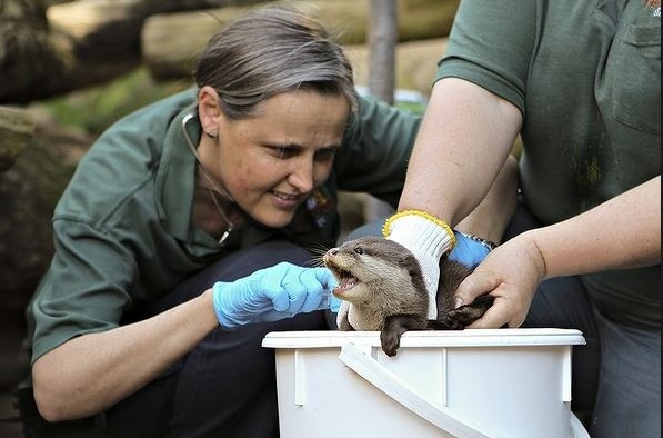 newborn baby otters at Perth zoo, baby otters, 