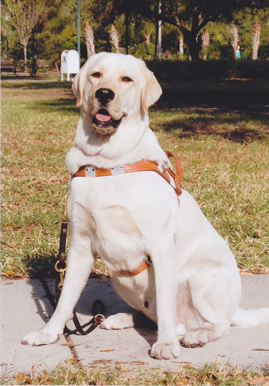 Baity in Harness