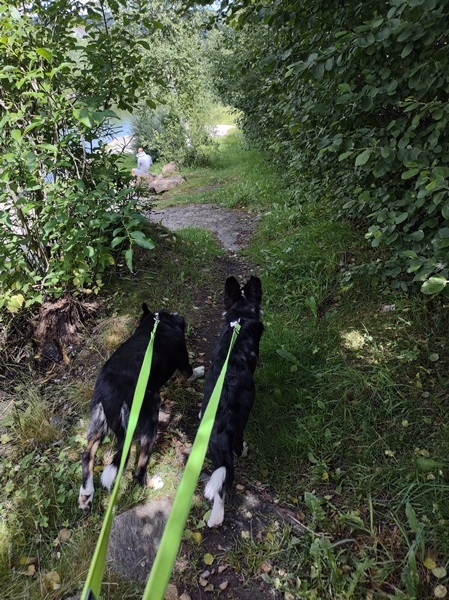 border collie