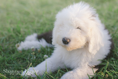 Enjoying Life With 4 Kids: Playing with Seven Old English Sheepdog Puppies