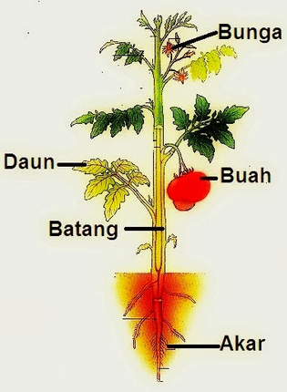 Yuu Belajar IPA Struktur  dan Fungsi Jaringan Tumbuhan 