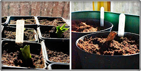 Broad beans and Dahlias -  'growourown.blogspot.com' ~ An allotment blog