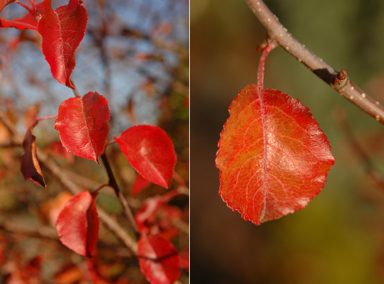 Pyrus fauriei 'Westwood'