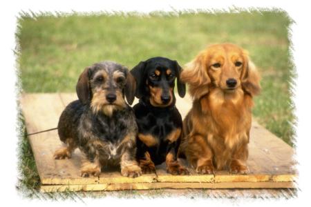 long haired dachshund photos. long-haired,