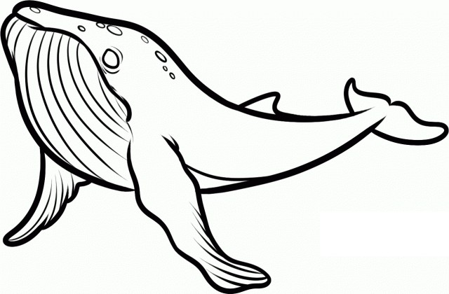 Jika sebelumnya anda telah melihat beberapa kumpulan gambar binatang darat Kumpulan Gambar Mewarnai Hewan Laut Lengkap