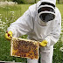 Μελισσοκόμοι :Παράταση για τον εξοπλισμό διευκόλυνσης μετακινήσεων 