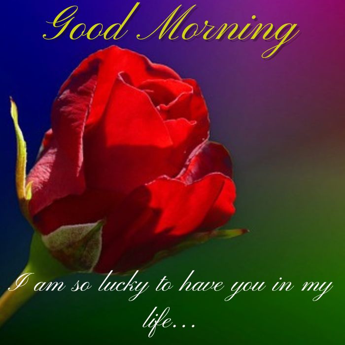 Good Morning Red Rose Images, Happy Good Morning Red Rose
