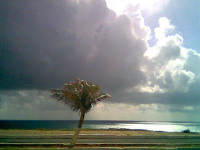 Coqueiro, praia e sol! Quero mais o que?