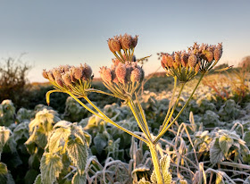 Frosty autumn morning in Norfolk countryside