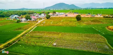 Cách làm cho cây mai ra nhiều nụ