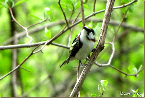 Chestnut-sided warbler