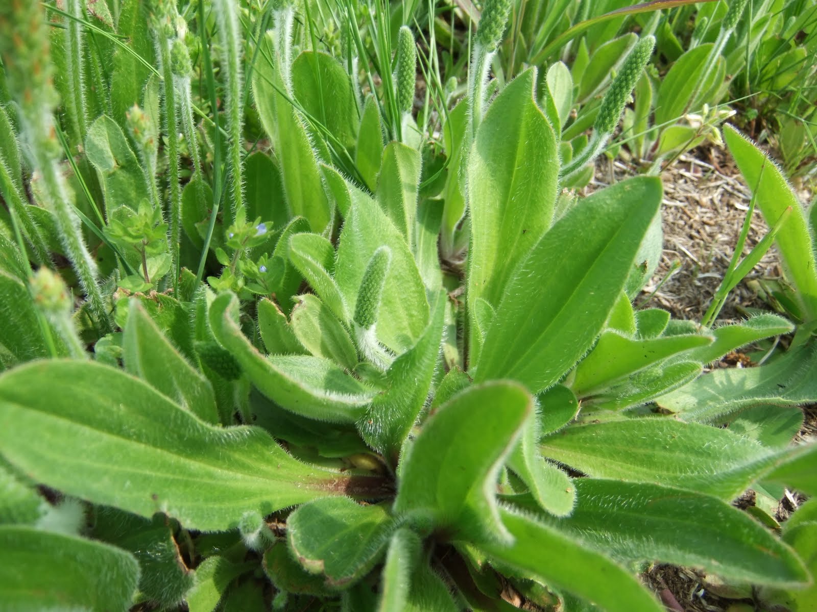 英仏語ガイドの植物観察メモ ツボミオオバコ