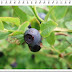 Manfaat buah Blueberry untuk menjaga kesehatan mata