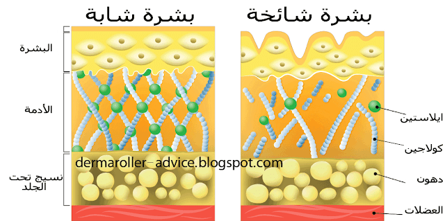 الكولاجين والإيلاستين