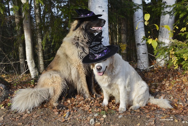 leonberger golden retriever