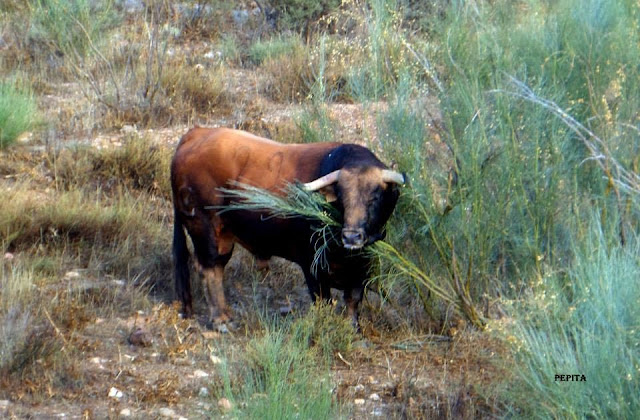 Lugros.Toros de la Peza