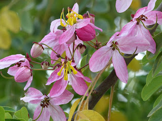 Casse de Java - Cassier de Java - Cassia javanica