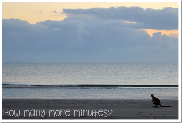 Sunrise With the Wallabies, Cape Hillsborough NP | How Many More Minutes?