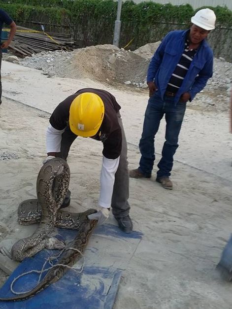 Big Python Killed in an Oil Company in Delta State (Photo)