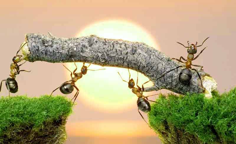 18 Fakta Menarik Tentang Koloni Semut  Misteri Fakta dan 