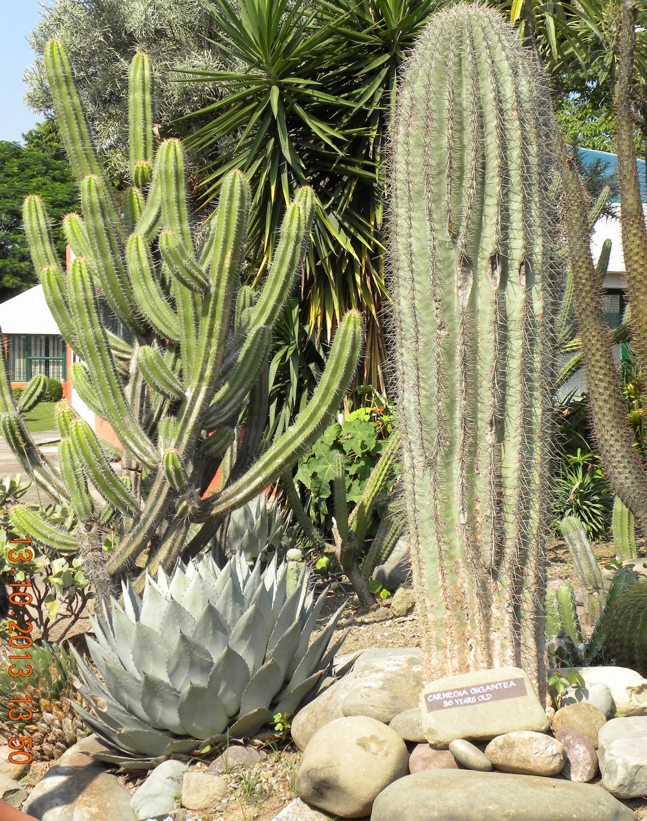 VISIT THE WORLD THRU THE EYES OF MAHESH AND DIVYA : Cactus Garden  Panchkula  Asias largest 