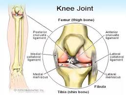 Knee joint Anatomy