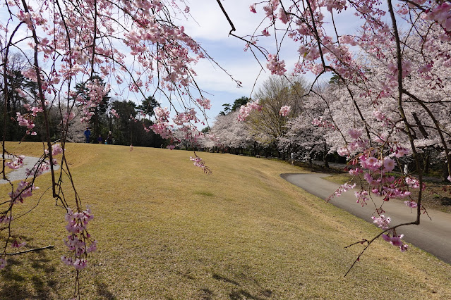 鳥取県西伯郡南部町鶴田 とっとり花回廊 芝生け広場