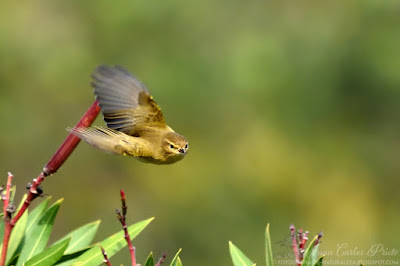 Mosquitero Común - Phylloscopus Collybita (fotografia-de-naturaleza.blogspot.com)