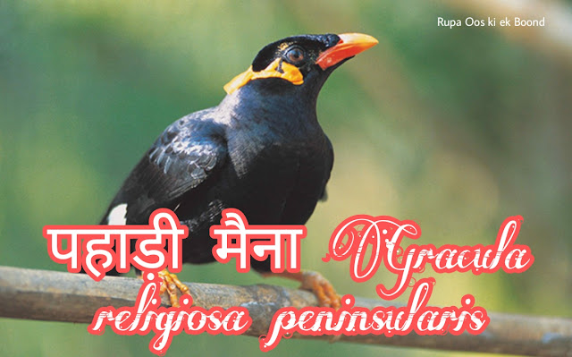 छत्तीसगढ़ का राजकीय/राज्य पक्षी || State Bird Of Chhattisgarh ||