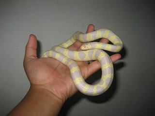 king snake albino lavender