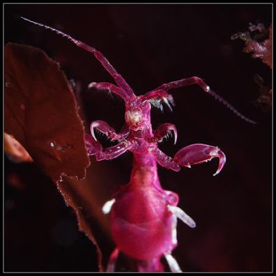 15 Amazing Creatures from Russia's White Sea Shot in Macro Seen On www.coolpicturegallery.us