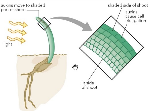 Effetti di Luce e Auxina sulle Cellule