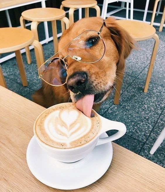 Brauner Hund mit Brille schlabbert an der Kaffeetasse