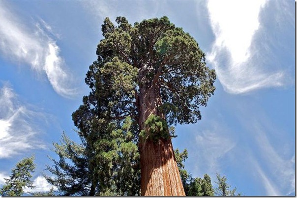  imagens das sequois do Parque Nacional Redwood (4)