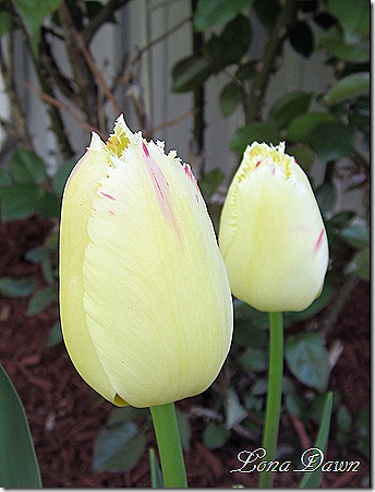 Tulip_Carosuel