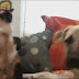 Cats vs Dogs FUNNY