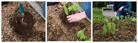 planting out the dwarf borlotto beans -  www.growourown.blogspot.com