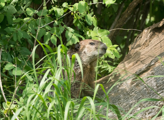 Groundhog - Sharonville SGA, Michigan, USA