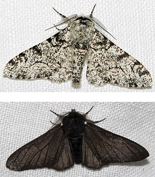 Peppered moth evolution was never real, and has been further shown to be fake news