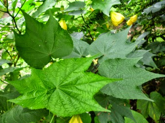 Leaves Abutilon Yellow flower