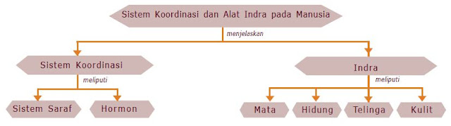 Sistem Koordinasi Pada Manusia