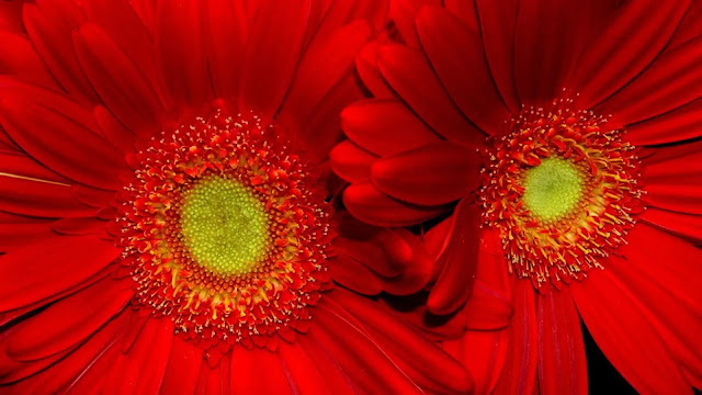 Red Sunflowers