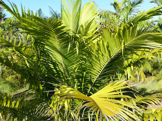 Elaeis oleifera - Palmier à huile d'Amérique